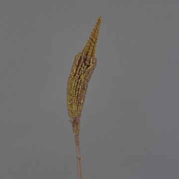 Künstliche Bulbinella TALUNA, braun-gelb, 65cm, Ø4cm