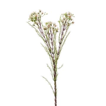 Deko Zweig Wachsblume MEDEA, creme, 80cm