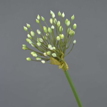 Zierlauch Kunstblume KATYNA, creme, 70cm, Ø14cm