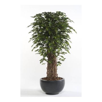 Ficus Benjamina künstlich ADOLFO, Naturstämme, grün, 205cm