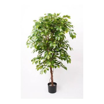 Ficus Benjamina künstlich BARTOLO, Echtstamm, grün, 200cm