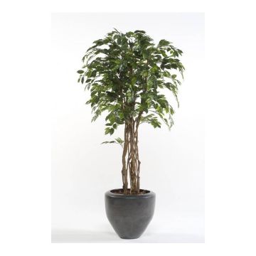 Künstlicher Ficus Benjamini CARLOH, Echtstämme, grün, 140cm