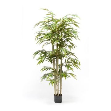 Kunst Bambus TAMANE, Naturstämme, 150cm