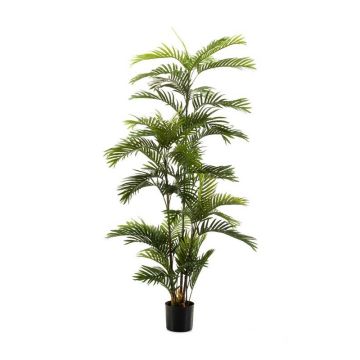 Künstliche Palme Areca FEDERICO, 180cm