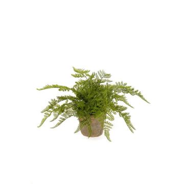 Künstliche Pflanze Frauenfarn MELLEA im Terracottatopf, grün, 25cm