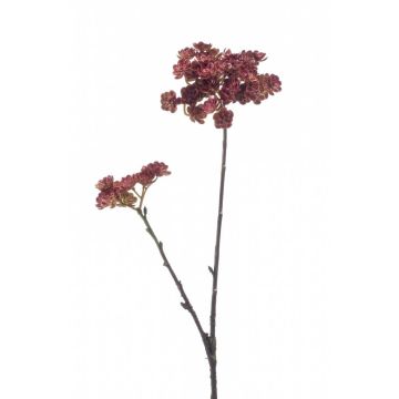 Dekopflanze Echeveria Zweig KALUPA, burgunderrot, 50cm