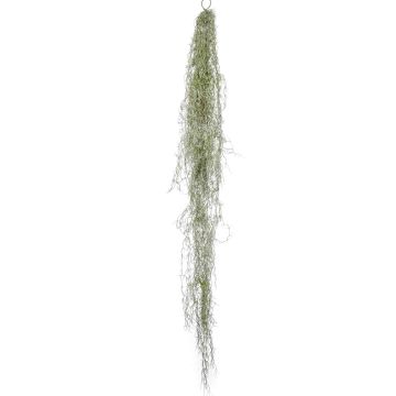 Deko Tillandsia Usneoides HIDAL, Stecker, grün-grau, 150cm
