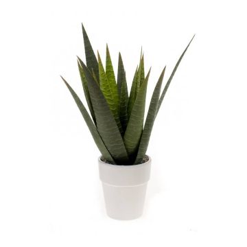 Deko Aloe Variegata MARTINEZ, Keramiktopf, grün, 30cm, Ø17cm