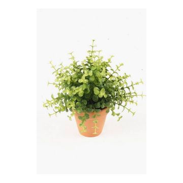 Künstliche Kräuter Eukalyptus JOSHUA im Tontopf, grün, 20cm, Ø17cm