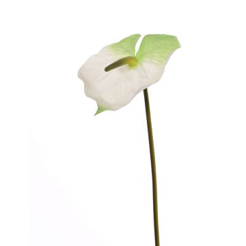 Kunstblume Flamingoblume MOIRA, weiß-grün, 75cm, 13x18cm