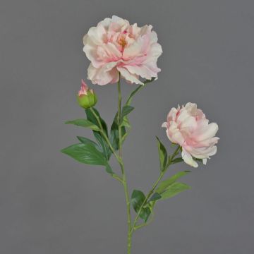 Unechte Pfingstrose ONYX, creme-rosa, 75cm, Ø10-13cm