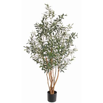 Dekobaum Olivenbaum ROY, Echtstämme, crossdoor, 165cm