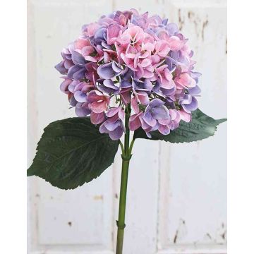 Samt Hortensie THABEA, rosa-lila, 65cm, Ø22cm