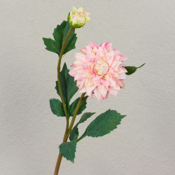 Samt Dahlie PATRITZIA, rosa-pink, 55cm, Ø4-9cm