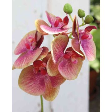 Dekozweig Phalaenopsis Orchidee OPHELIA, pink-grün, 40cm