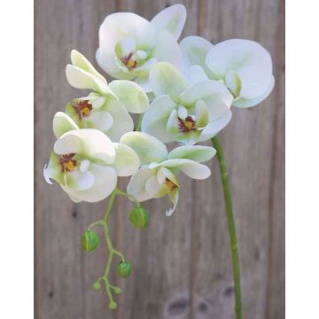 Dekozweig Phalaenopsis Orchidee OPHELIA, creme-grün, 80cm