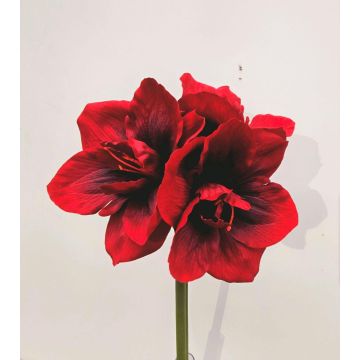 Künstliche Blume Amaryllis MARKUNO, burgunderrot, 60cm