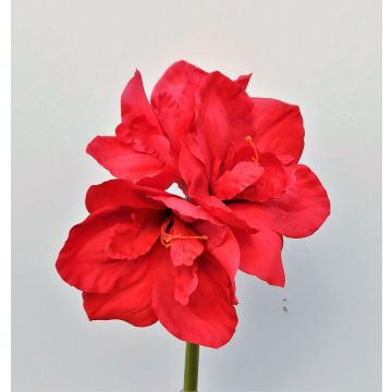 Künstliche Blume Amaryllis MARKUNO, rot, 60cm