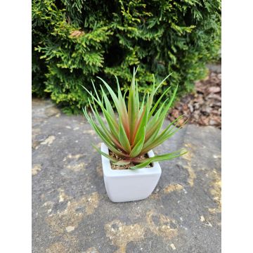 Kunst Agave decipiens KATNISS im Keramiktopf, grün-rot, 19cm