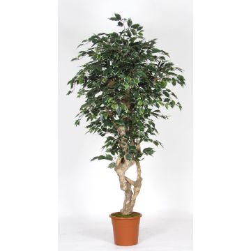 Kunststoff Ficus Benjamina SILENO, Echtstamm, grün-weiß, 200cm - Made in Italy