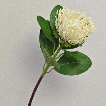 Kunststoffschaum Nadelkissen Protea TANJA, creme-weiß, 65cm, Ø10cm