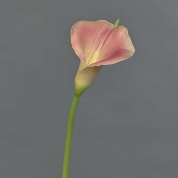 Calla Kunstblume MIRAC, rosa-gelb, 75cm, 12x15cm