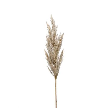 Deko Zweig Pampasgras Rispe BATERNO, creme, 90cm