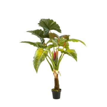 Kunstpflanze Colocasia SOTU, grün, 160cm