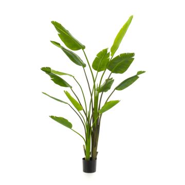 Strelitzie künstlich BEDAR, grün, 180cm