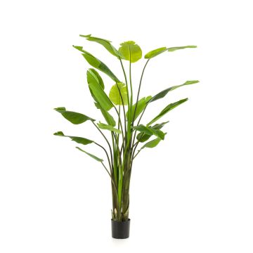Strelitzie künstlich BEDAR, grün, 235cm