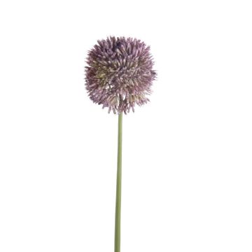 Deko Allium NATASHA, lila, 65cm, Ø10cm