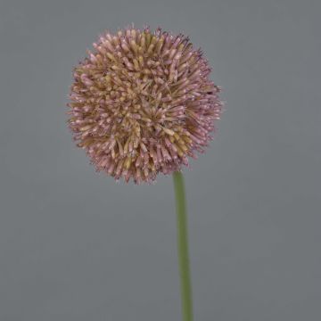 Künstliche Allium NATASHA, lila, 65cm, Ø10cm