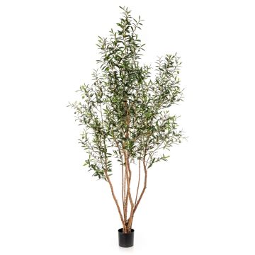 Künstlicher Olivenbaum JALO, mit Früchten, Echtstamm, grün, 220cm