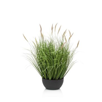 Kunstgras Lampenputzergras WALERIAN in Dekoschale, mit Rispen, grün, 60cm