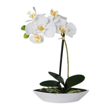 Deko Phalaenopsis Orchidee ORWAN, Dekoschale, Wurzeln, weiß, 30cm