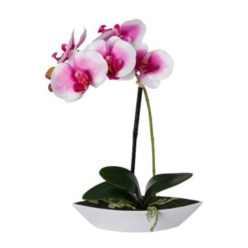 Deko Phalaenopsis Orchidee ORWAN, Dekoschale, Wurzeln, weiß-lila, 30cm