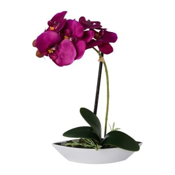 Deko Phalaenopsis Orchidee ORWAN, Dekoschale, Wurzeln, lila, 30cm