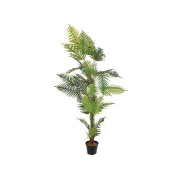 Unechte Goldfruchtpalme EMELINE, 180cm
