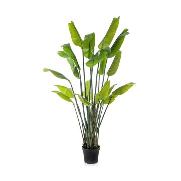 Kunst Strelitzia OMBRA, grün, 200cm