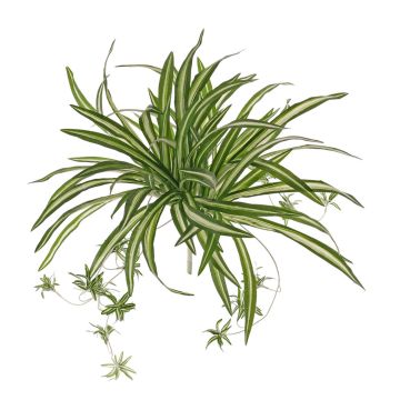 Deko Pflanze Grünlilie DEMIAN auf Steckstab, grün-weiß, 50cm