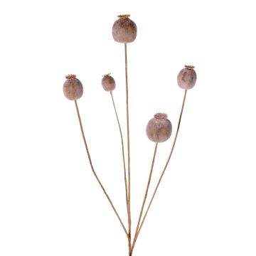 Kunst Mohnkapsel FILOMELA, hellbraun, 75cm, Ø2-3,5cm