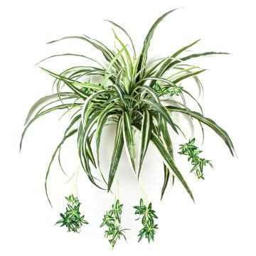 Dekopflanze Grünlilie KOCHAB, auf Steckstab, grün-weiß, 60cm