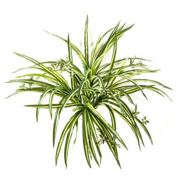 Dekopflanze Grünlilie KOCHAB, auf Steckstab, grün-gelb, 55cm