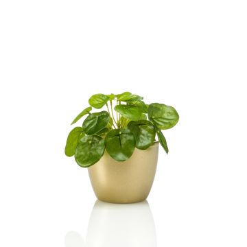 Kunst Sukkulente Glückstaler SYBIL im Keramiktopf gold, grün, 13cm