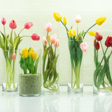 Tulpenblüte