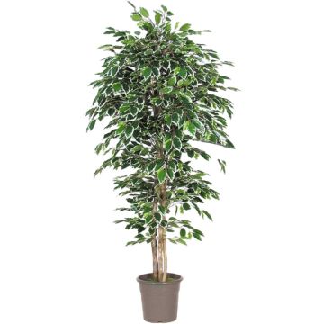 Unechter Ficus Benjamini LEVANTA, Naturstämme, grün-weiß, 225cm - Made in Italy