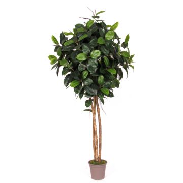 Kunst Gummibaum LENELOTTE, Naturstämme, grün, 250cm - Made in Italy
