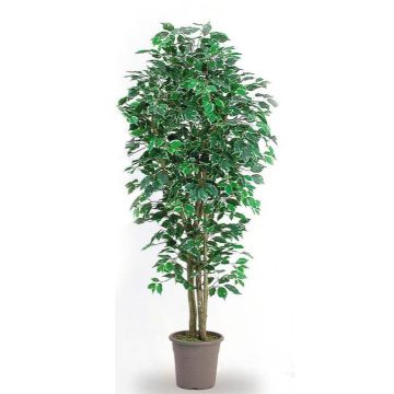 Kunst Ficus Benjamini LEONORET, Echtstämme, grün-weiß, 200cm - Made in Italy