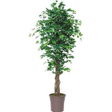 Plastik Ficus Benjamina EDILIO, Echtstämme, grün-weiß, 175cm - Made in Italy