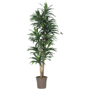 Kunstbaum Dracaena Fragrans KANDIDA, Naturstämme, grün, 150cm - Made in Italy